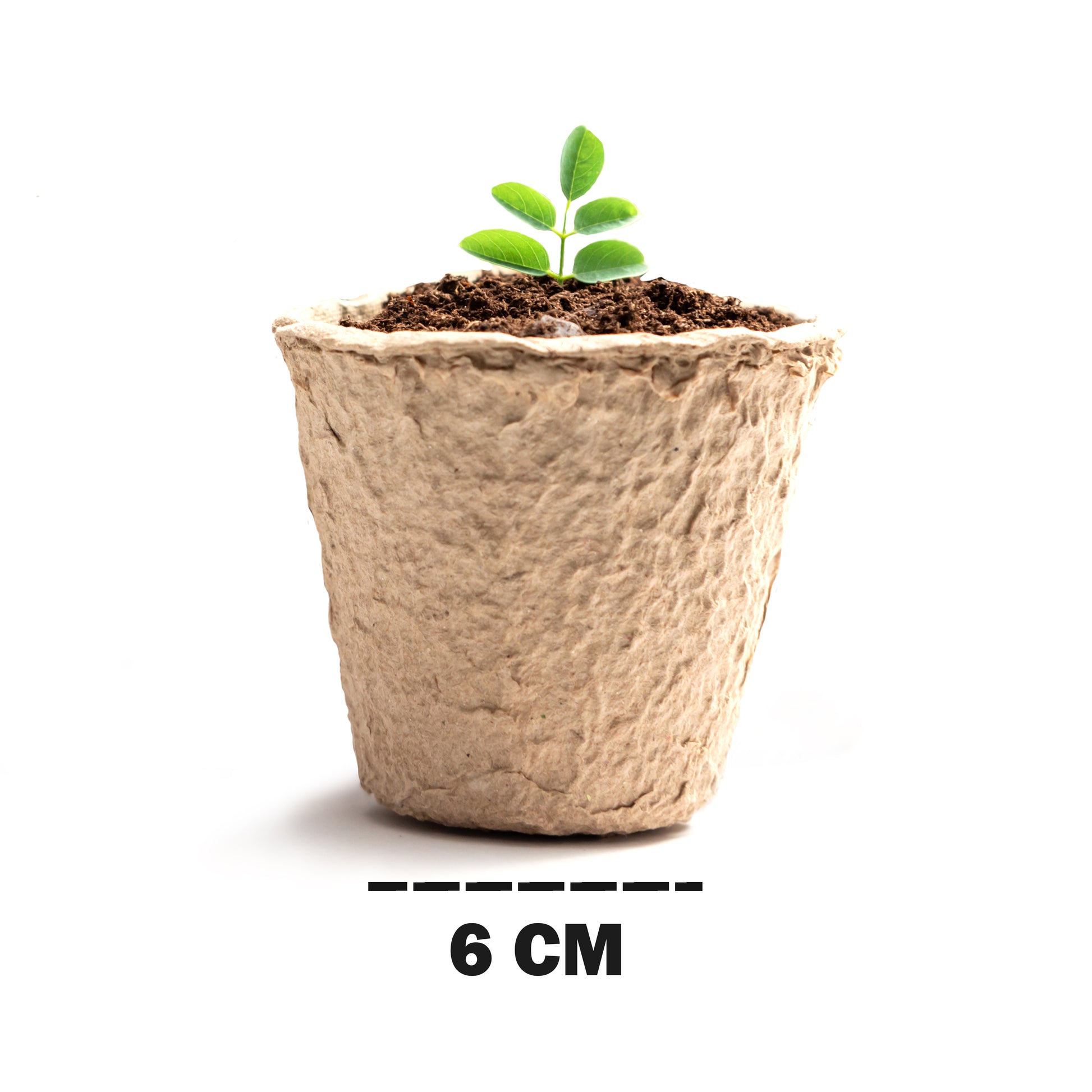 can fibre pots be planted 96pc Fibre Plant Pots - Perfect Biodegradable Gardening Solution - UK