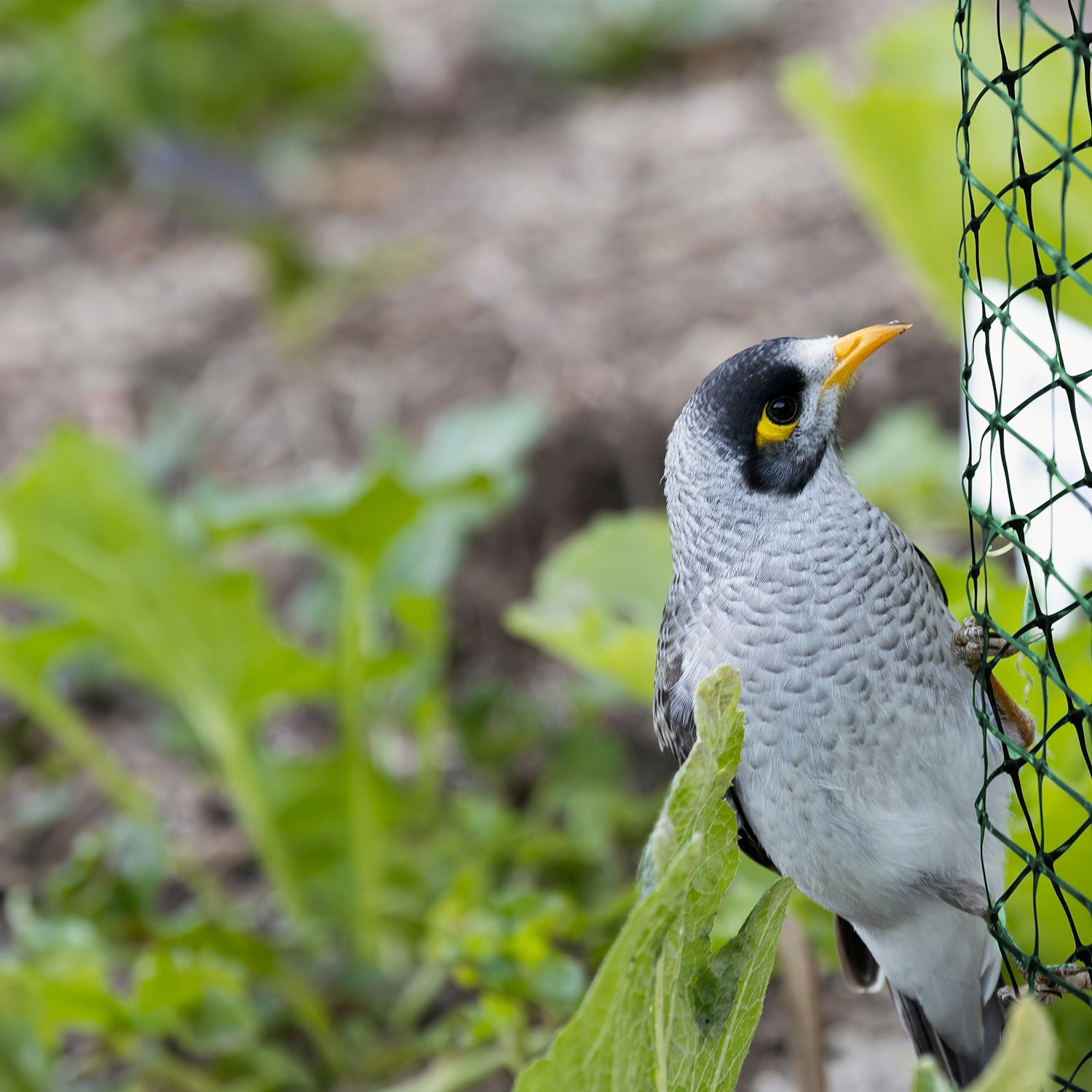 Secure Your Garden: Netting Kit with Tie Cables - UK