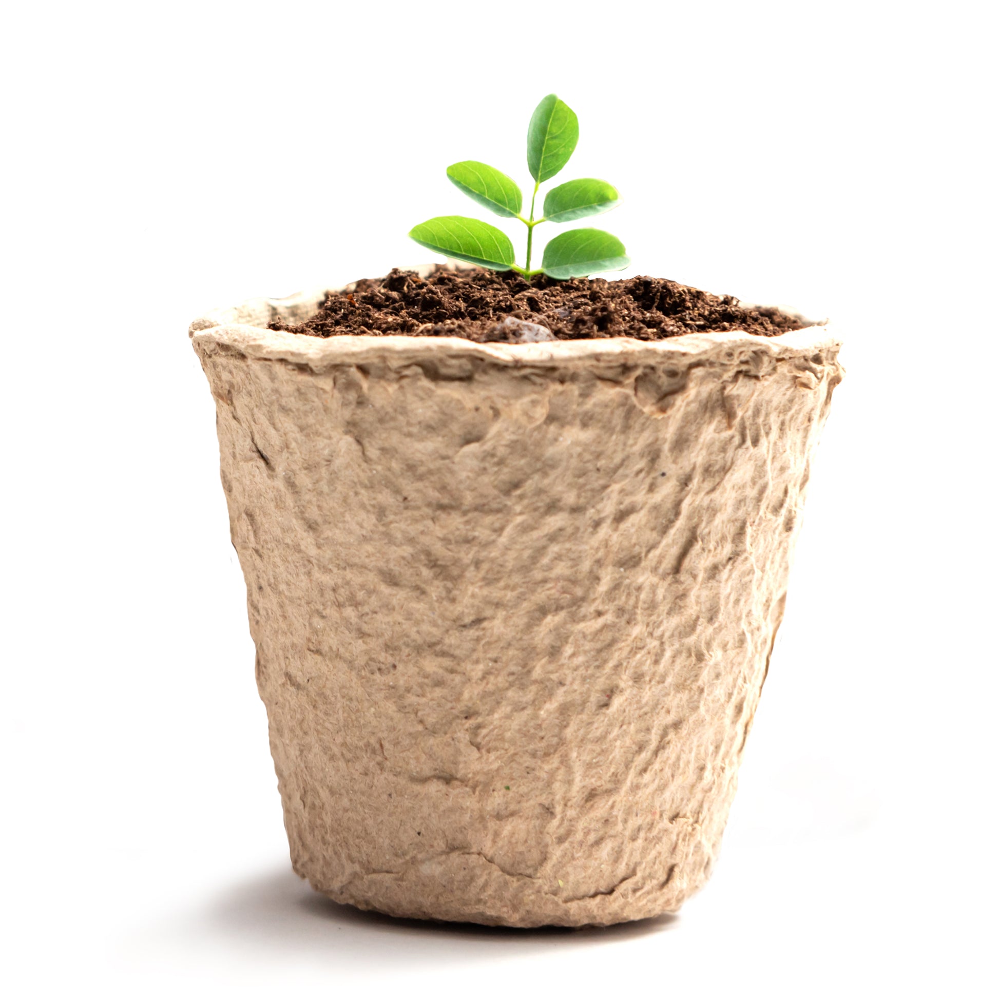 Fibre Plant Pots 96 Pack - Biodegradable Seedling & Planting Pots – image 5