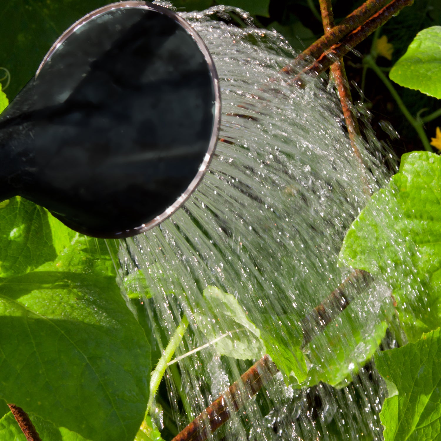 Garden Plastic Watering Can with Sprinkler Head – image 5