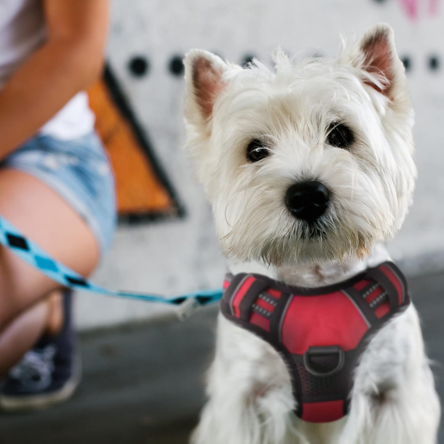 FurDreams Secure Padded Dog Harness – Comfortable No-Choke Vest with Reflective Strips, Non-Restrictive Fit, 4 Adjustable Straps, and Easy Clip-On Design