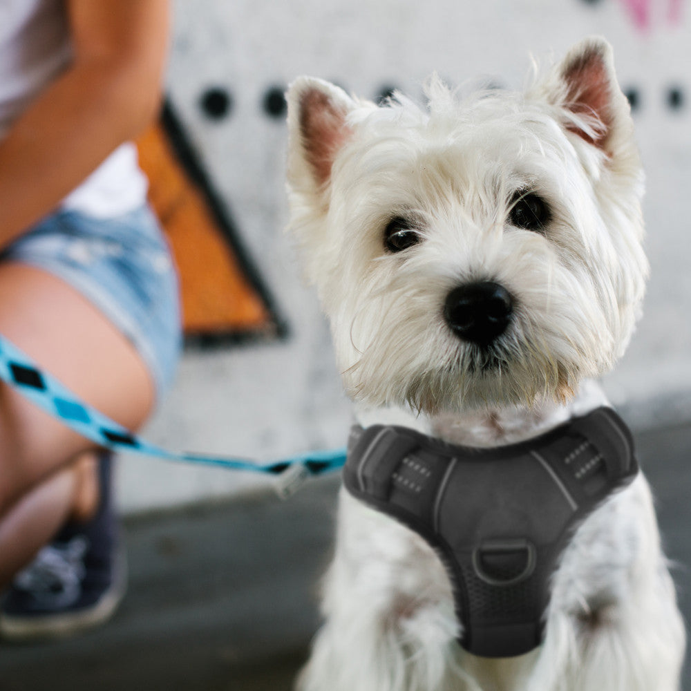 FurDreams Secure Padded Dog Harness – Comfortable No-Choke Vest with Reflective Strips, Non-Restrictive Fit, 4 Adjustable Straps, and Easy Clip-On Design – image 9
