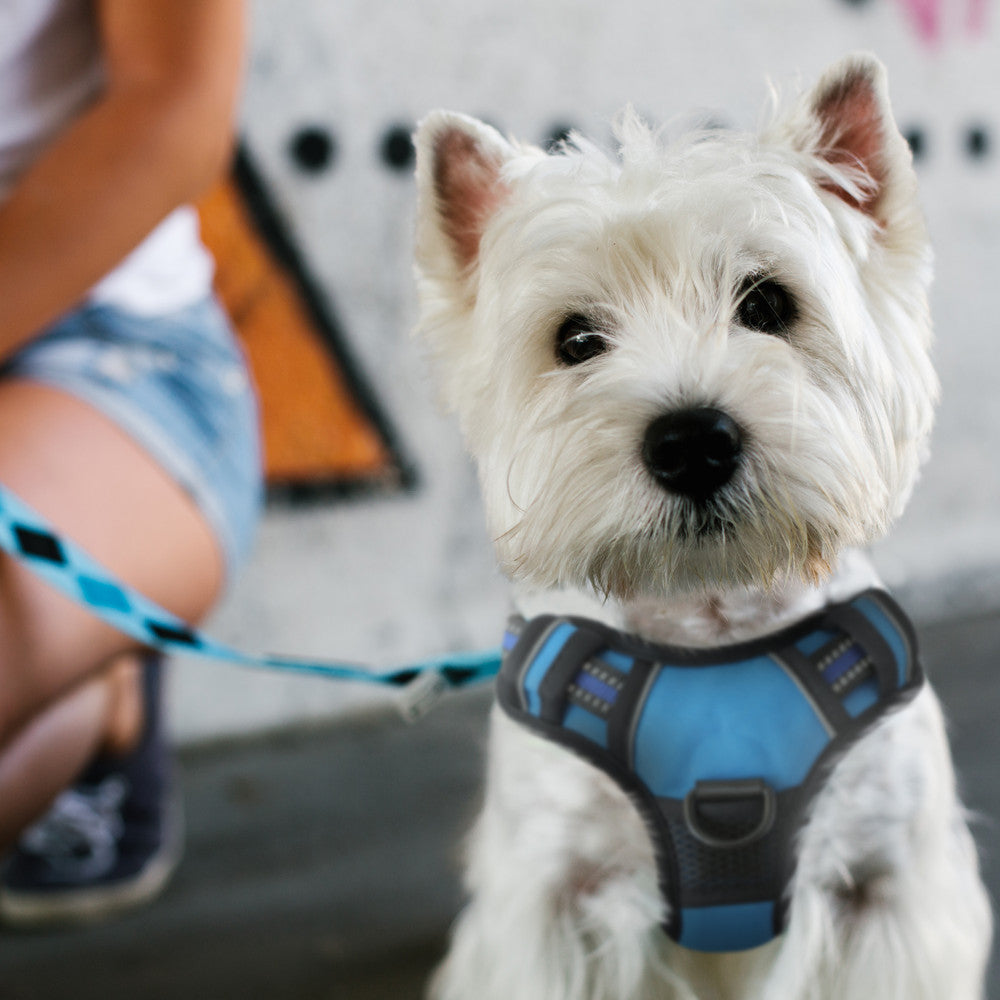 FurDreams Secure Padded Dog Harness – Comfortable No-Choke Vest with Reflective Strips, Non-Restrictive Fit, 4 Adjustable Straps, and Easy Clip-On Design – image 23
