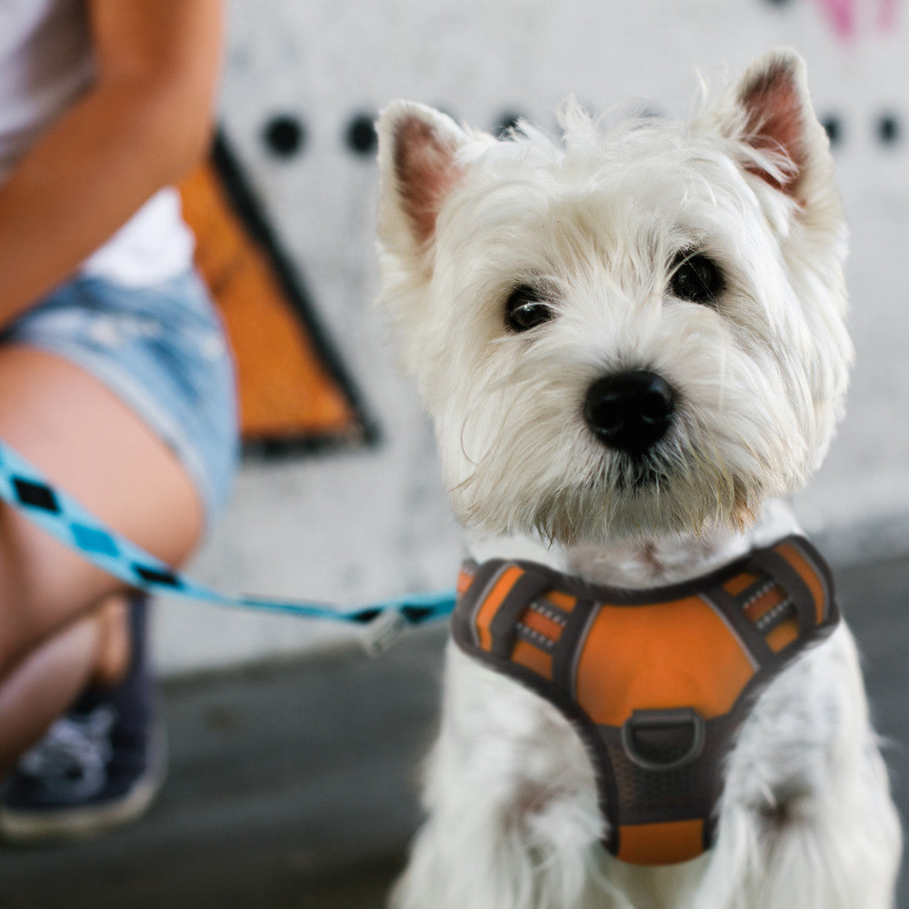 FurDreams Secure Padded Dog Harness – Comfortable No-Choke Vest with Reflective Strips, Non-Restrictive Fit, 4 Adjustable Straps, and Easy Clip-On Design