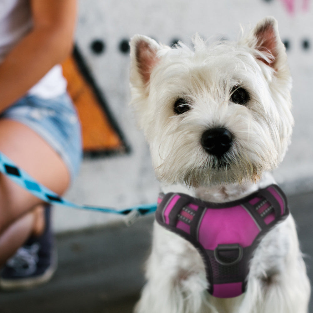 FurDreams Secure Padded Dog Harness – Comfortable No-Choke Vest with Reflective Strips, Non-Restrictive Fit, 4 Adjustable Straps, and Easy Clip-On Design